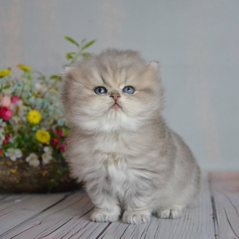 Onyx British Longhair male blue golden ticked tabby - live animals