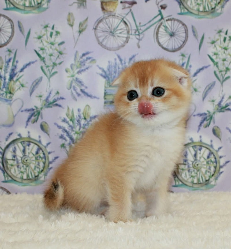 Joker Scottish Fold male, black golden chinchilla