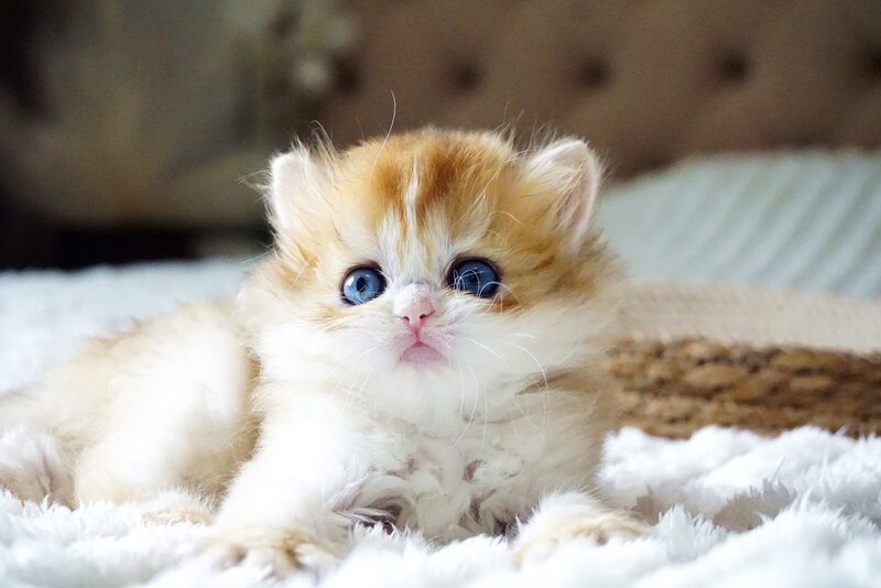 Jina British Longhair female, black golden shaded