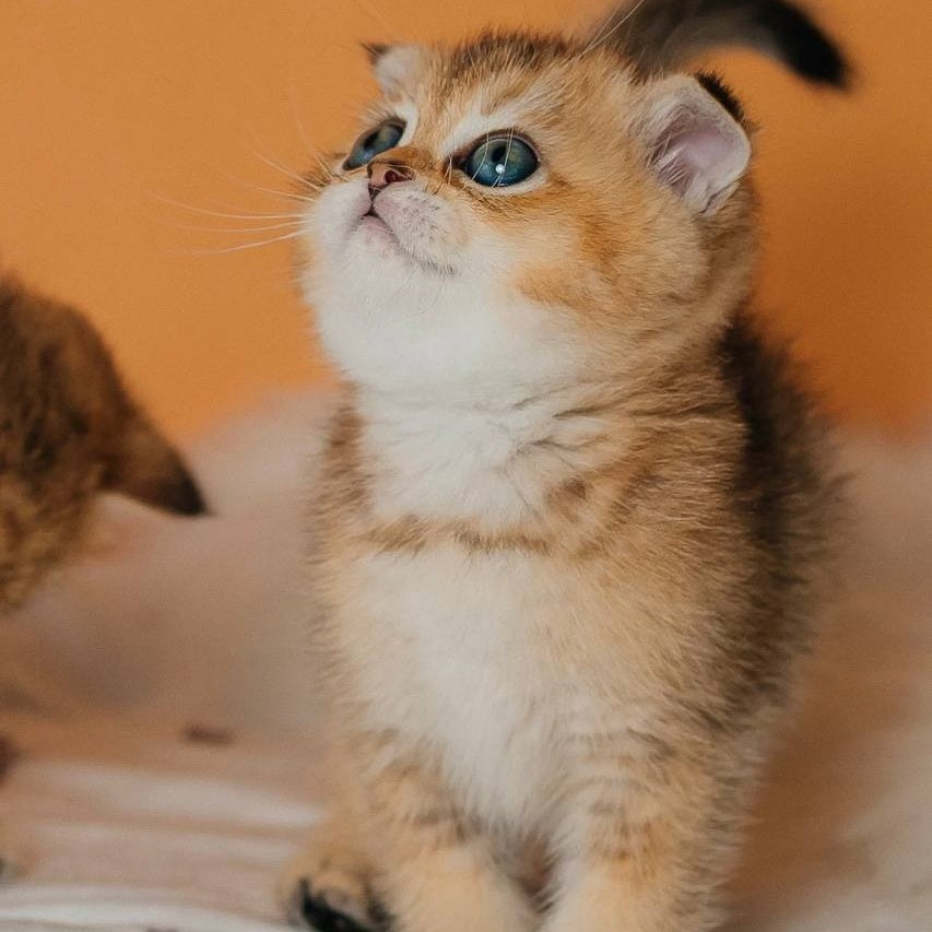Gabby Scottish Fold female, black golden ticked tabby
