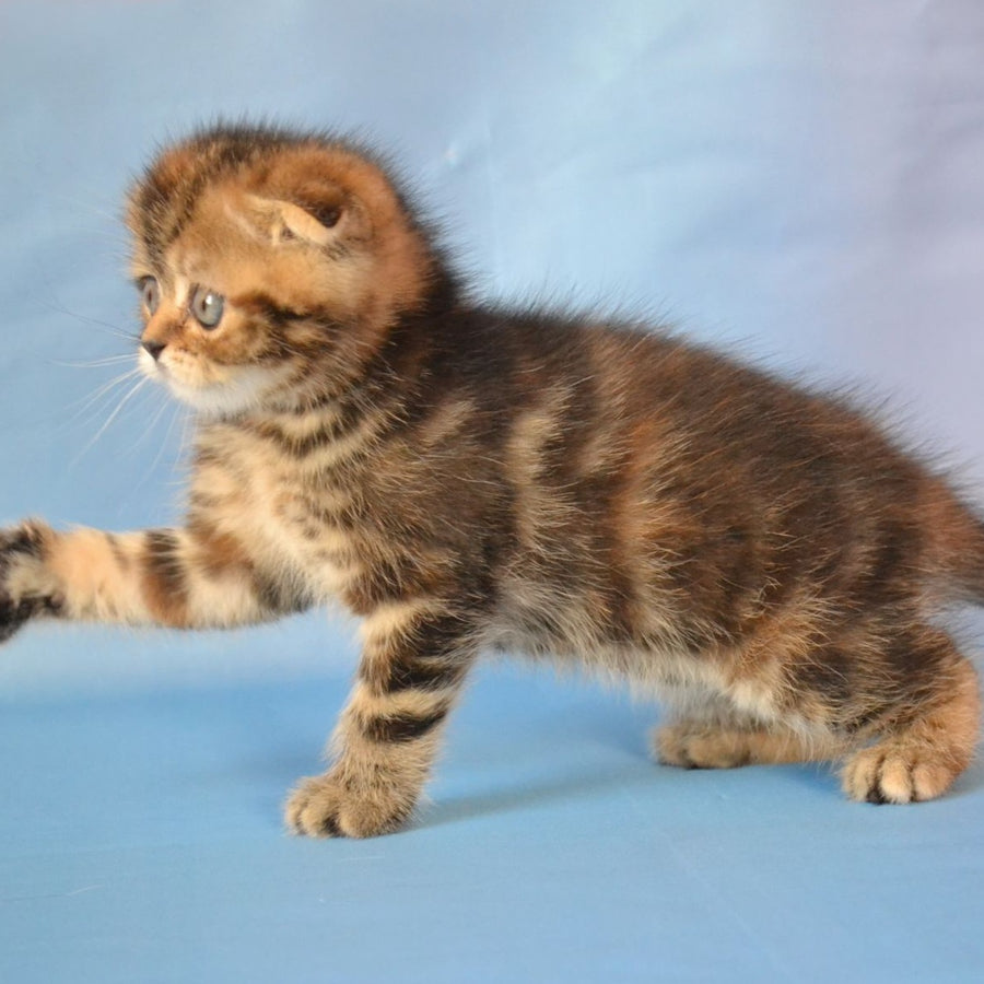 Rumba Scottish Fold female, black tortie tabby