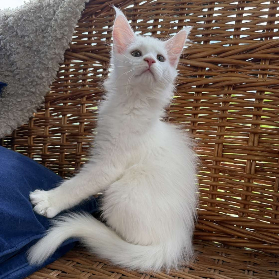 Vivian Maine Coon male, white