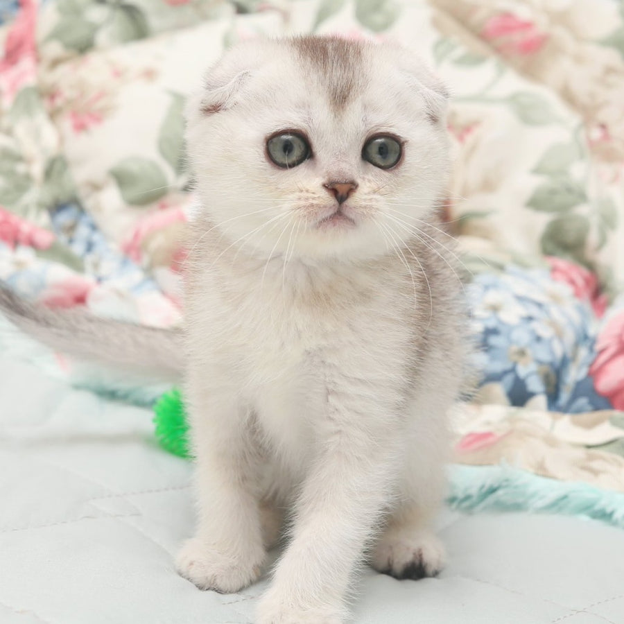Haiden Scottish Fold female, black silver shaded