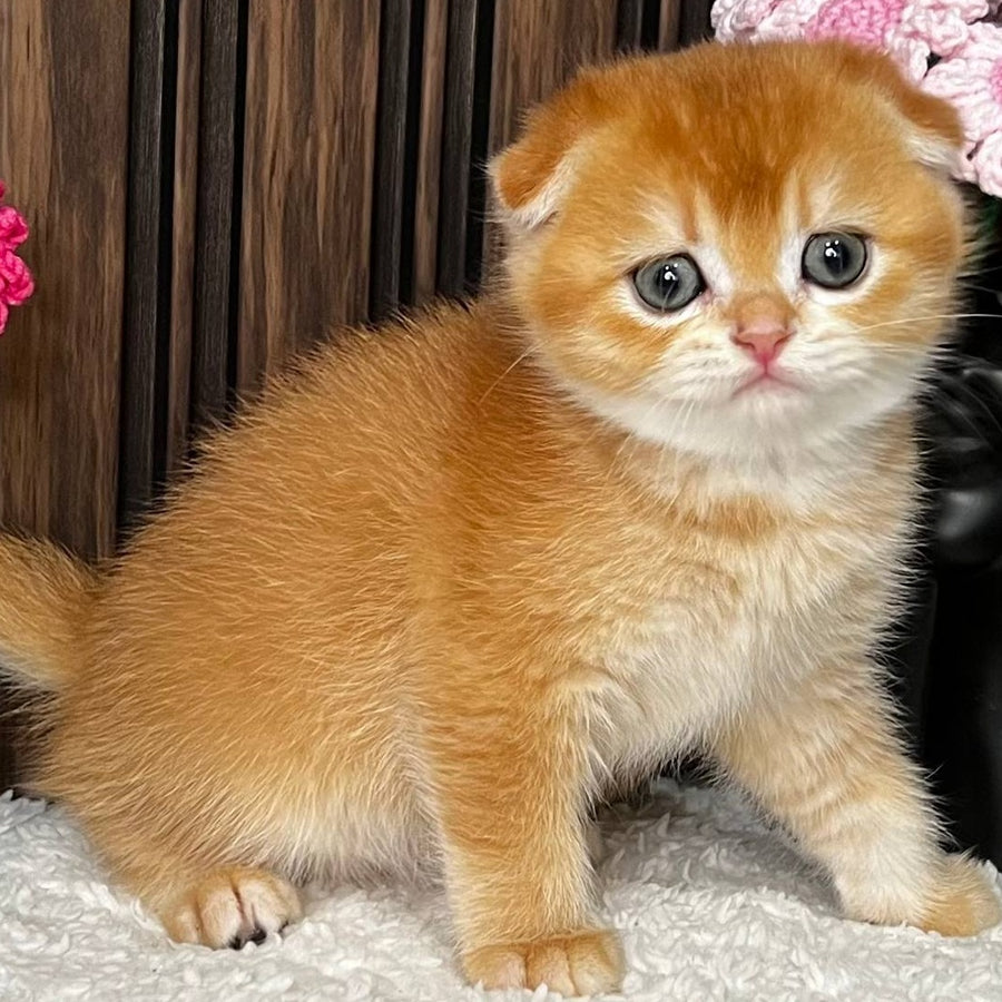 Nefertiti Scottish Fold female, black golden chinchilla
