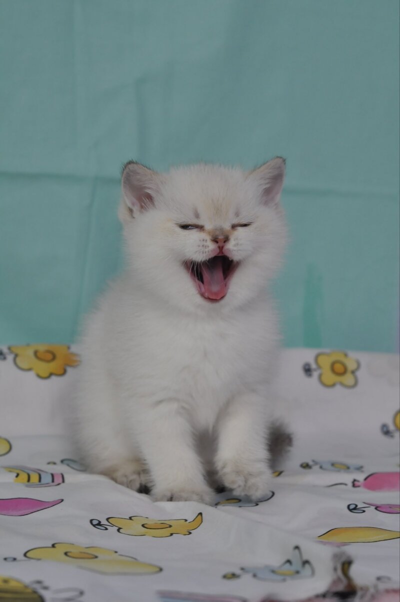 Limon British Shorthair male black golden shaded pointed - live animals
