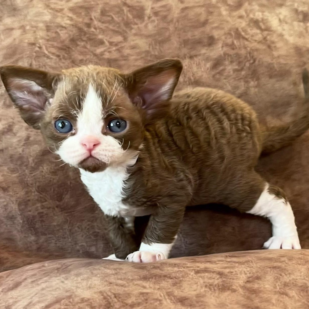 Valentin Devon Rex male, chocolate bicolour