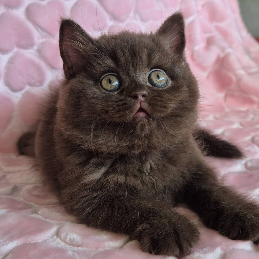 Julia British Shorthair female, chocolate
