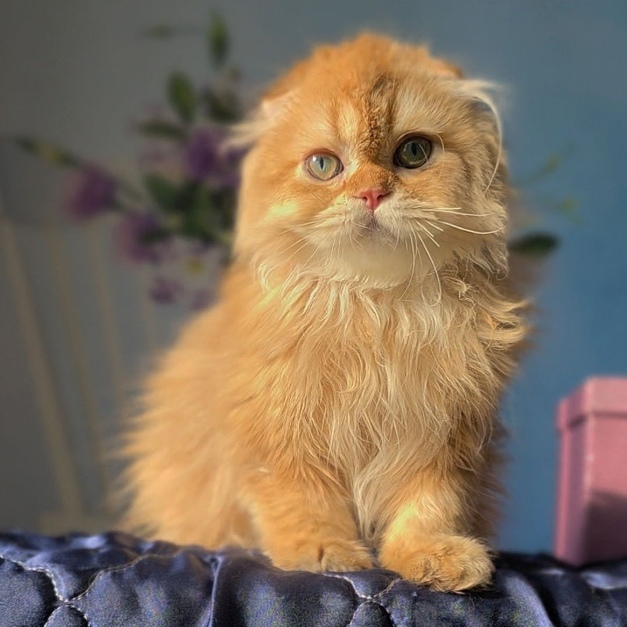 Marcus Scottish Fold male, chocolate golden ticked tabby