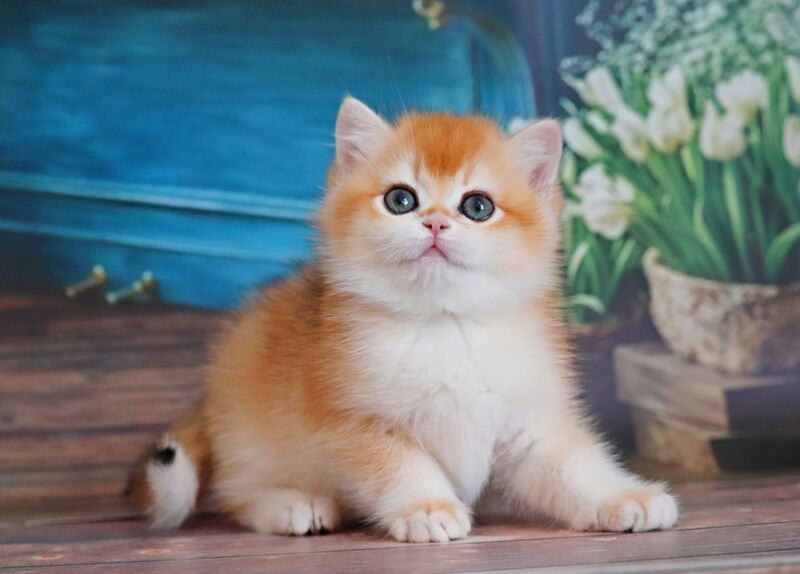 Vasilisa British Shorthair female black golden shaded - live animals