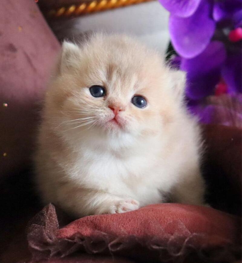 SunRey British Shorthair male lilac golden shaded - live animals