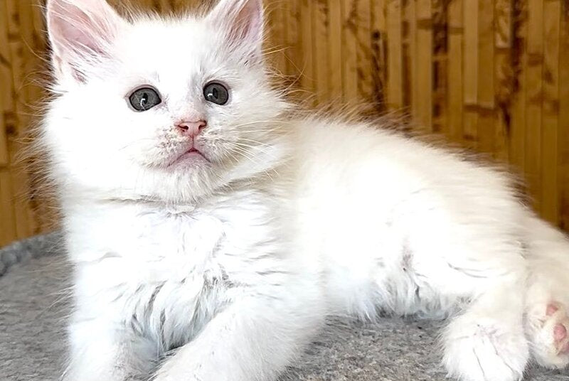 Ustin Maine Coon male, white