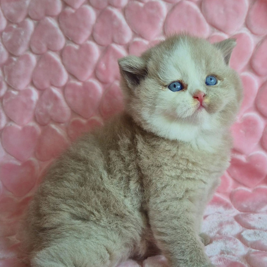 Gummy British Shorthair male, fawn with white