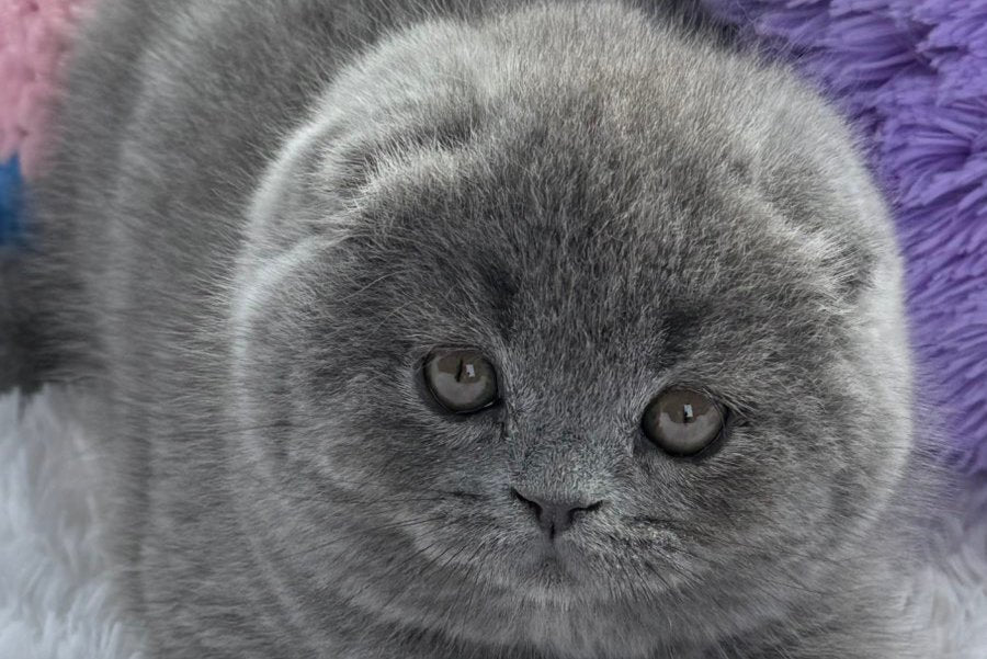 Yasmin Scottish Fold female, blue