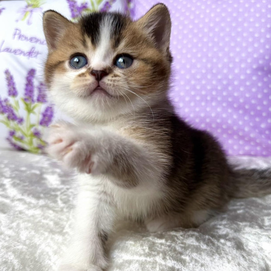 Elio British Shorthair male, black golden ticked tabby bicolour