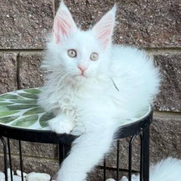 Xena Maine Coon female, white