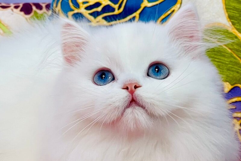 Marcy Scottish Straight male, white