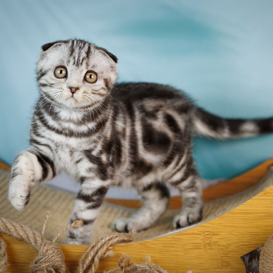 Aston Scottish Fold male, black silver tabby