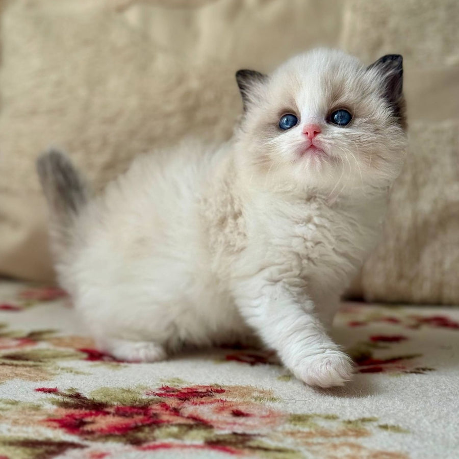 Miller Ragdoll male, black bicolour
