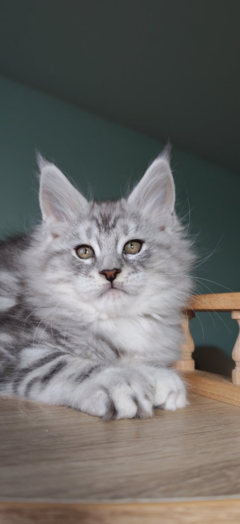 Gelios Maine Coon male, blue silver tabby