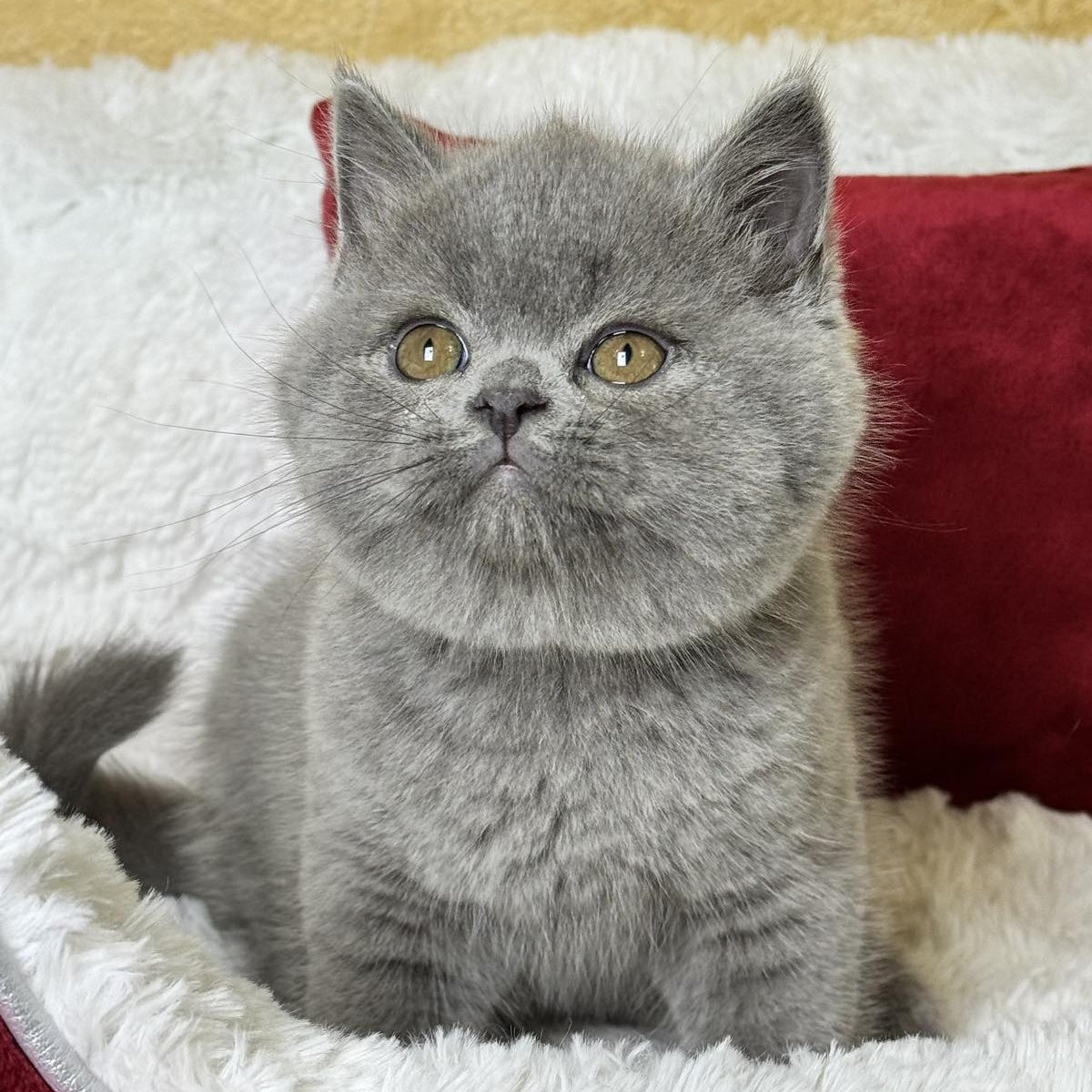 Ash Scottish Straight male, blue