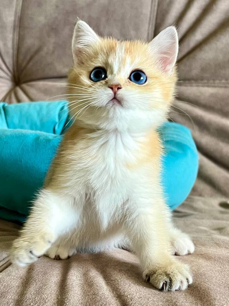 Deya British Shorthair female black golden shaded - live animals