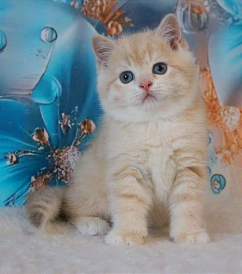 Gucci British Shorthair male, lilac golden shaded