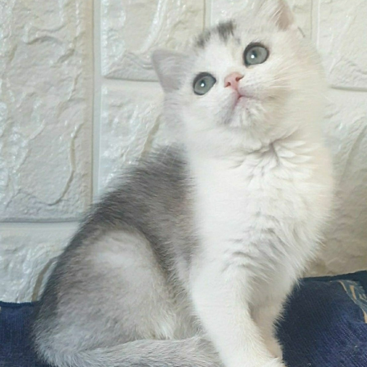Poll British Shorthair male, black silver ticked tabby bicolour