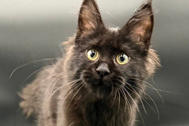 Wanda Maine Coon female, black