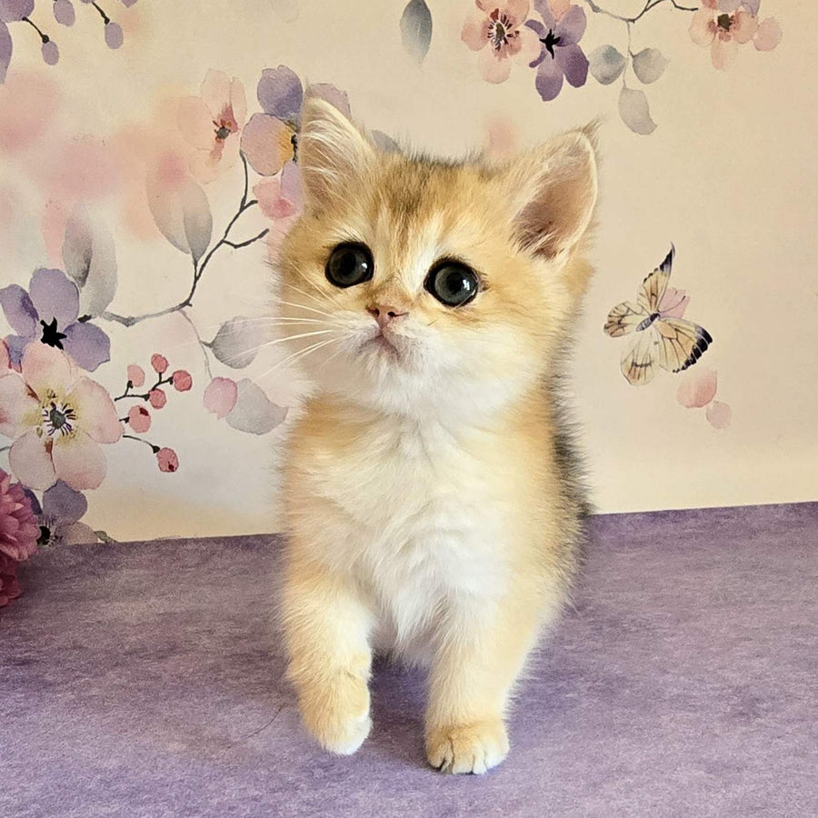 Alice British Shorthair female, black golden shaded