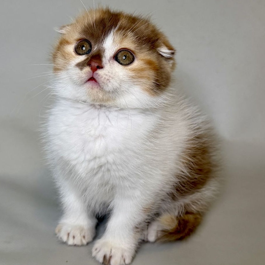 Arlette Scottish Fold female, cinnamon tortie bicolour