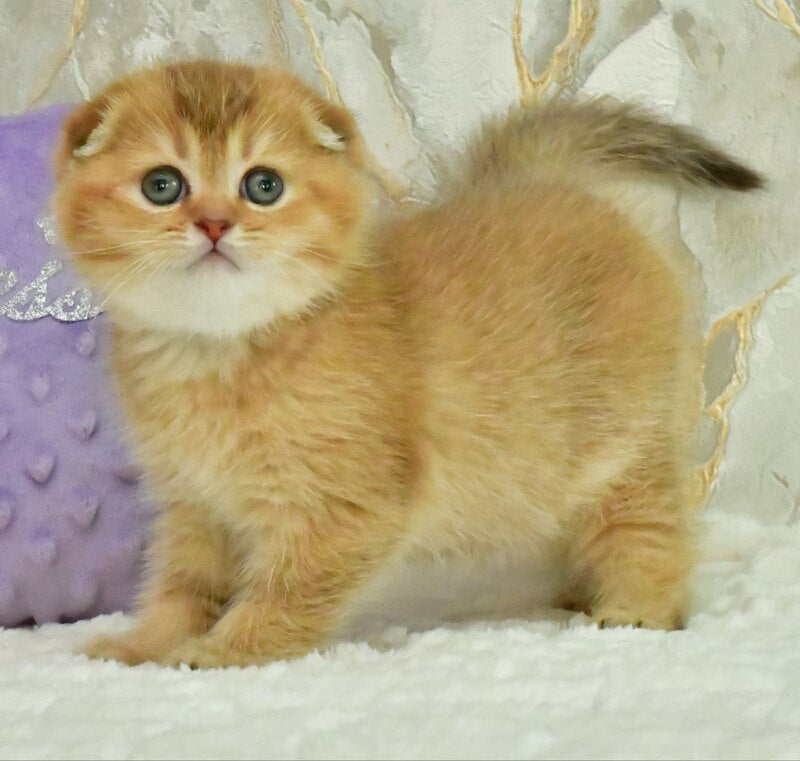Josie Scottish Fold female, chocolate golden shaded