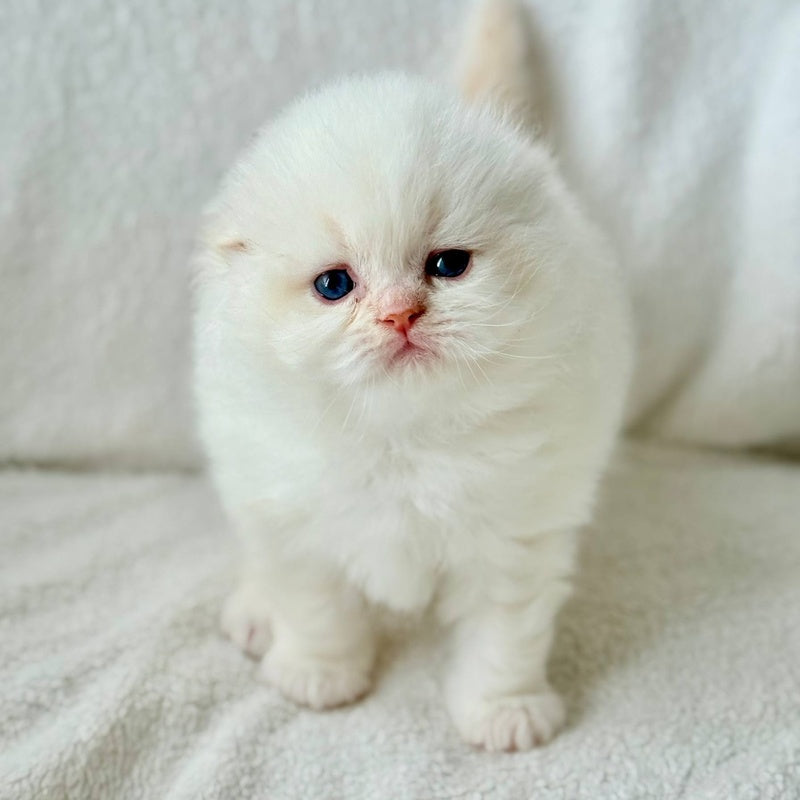 Melvan Scottish Fold male, red