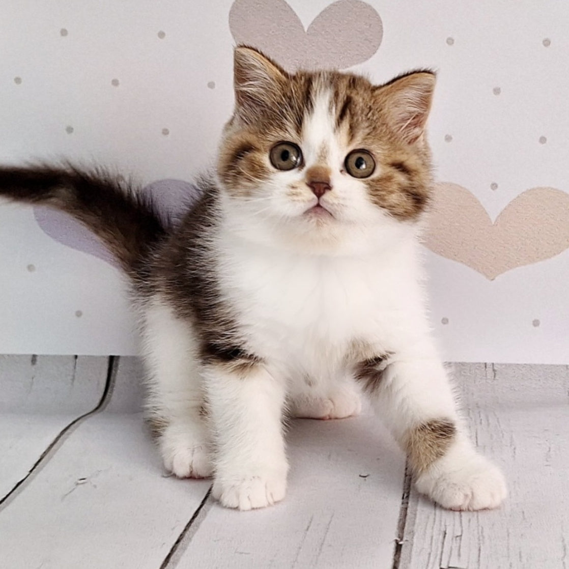 Beckham Scottish Straight male, chocolate tabby bicolour