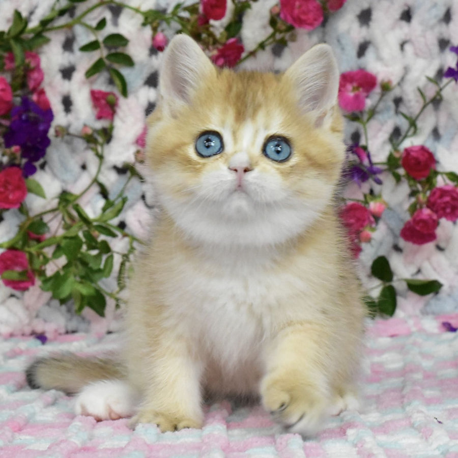 Avrora British Shorthair female, black golden shaded with white