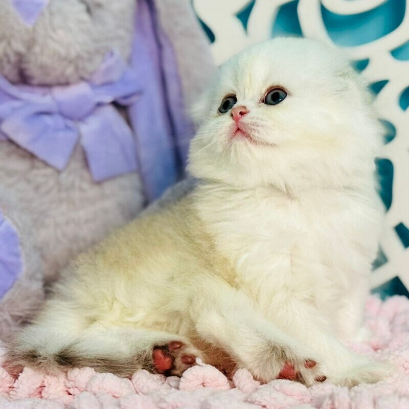 Coco Scottish Fold female, black silver shaded