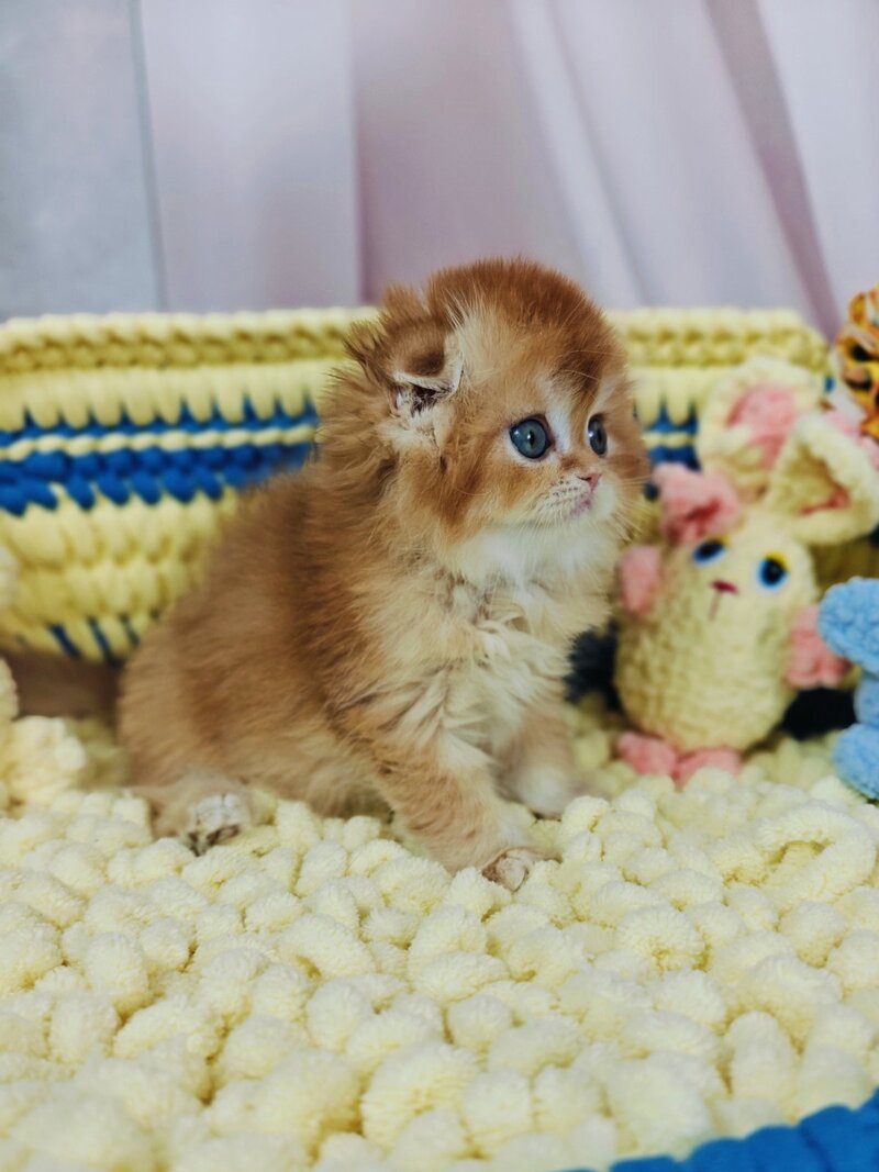 Bruno Scottish Fold male chocolate golden chinchilla live animals