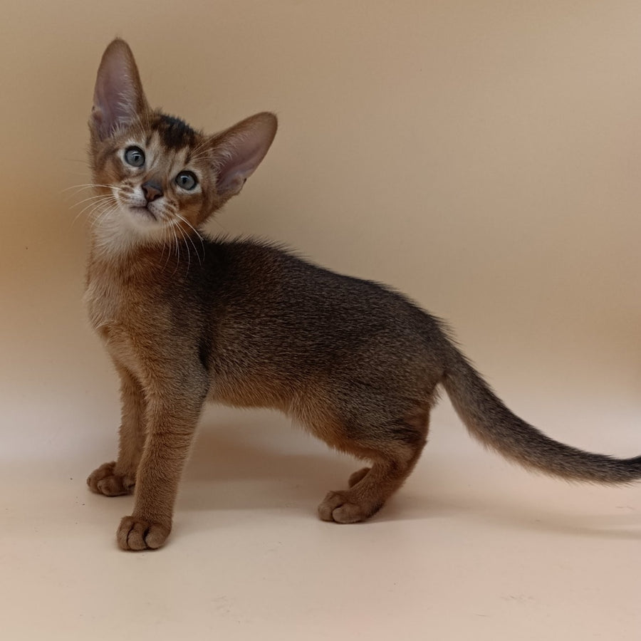 Morgan Abyssinian male, ruddy