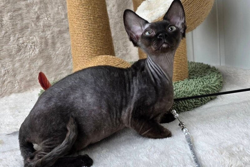 Carmensita Devon Rex female black - live animals