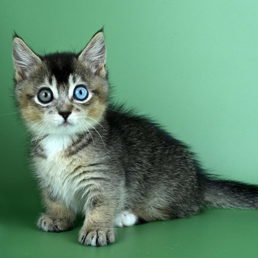 Kai Munchkin male, black ticked tabby