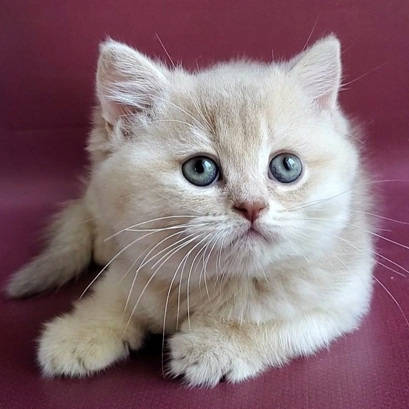 Alisa British Shorthair female, lilac golden shaded