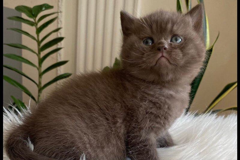 Zefir British Shorthair male chocolate - live animals
