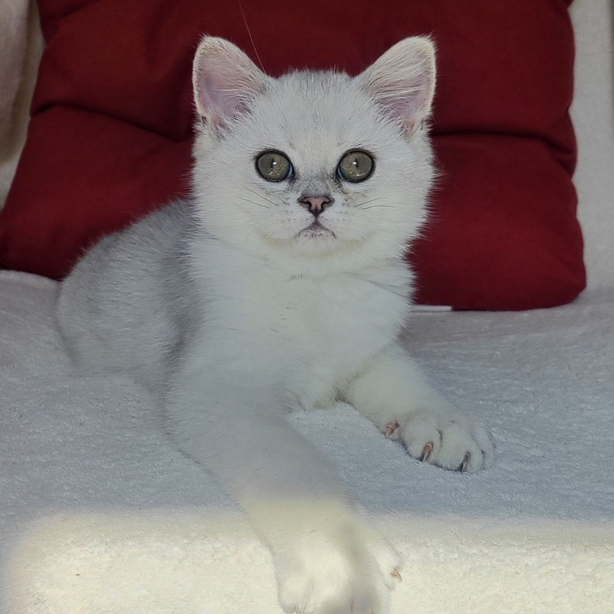 Xan Scottish Straight male, blue silver ticked tabby