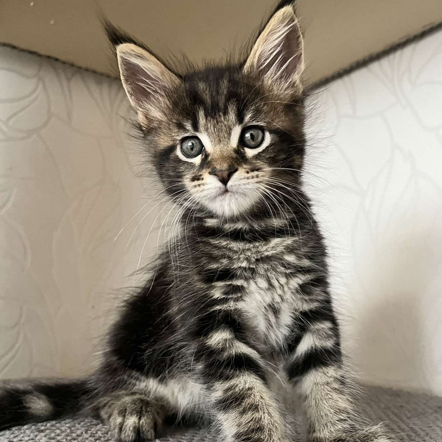 Indigo Maine Coon male, black tabby