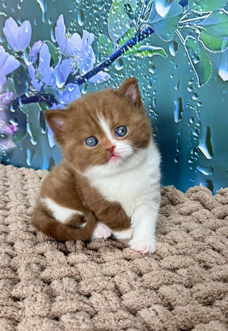 Gin British Shorthair male cinnamon bicolour - live animals