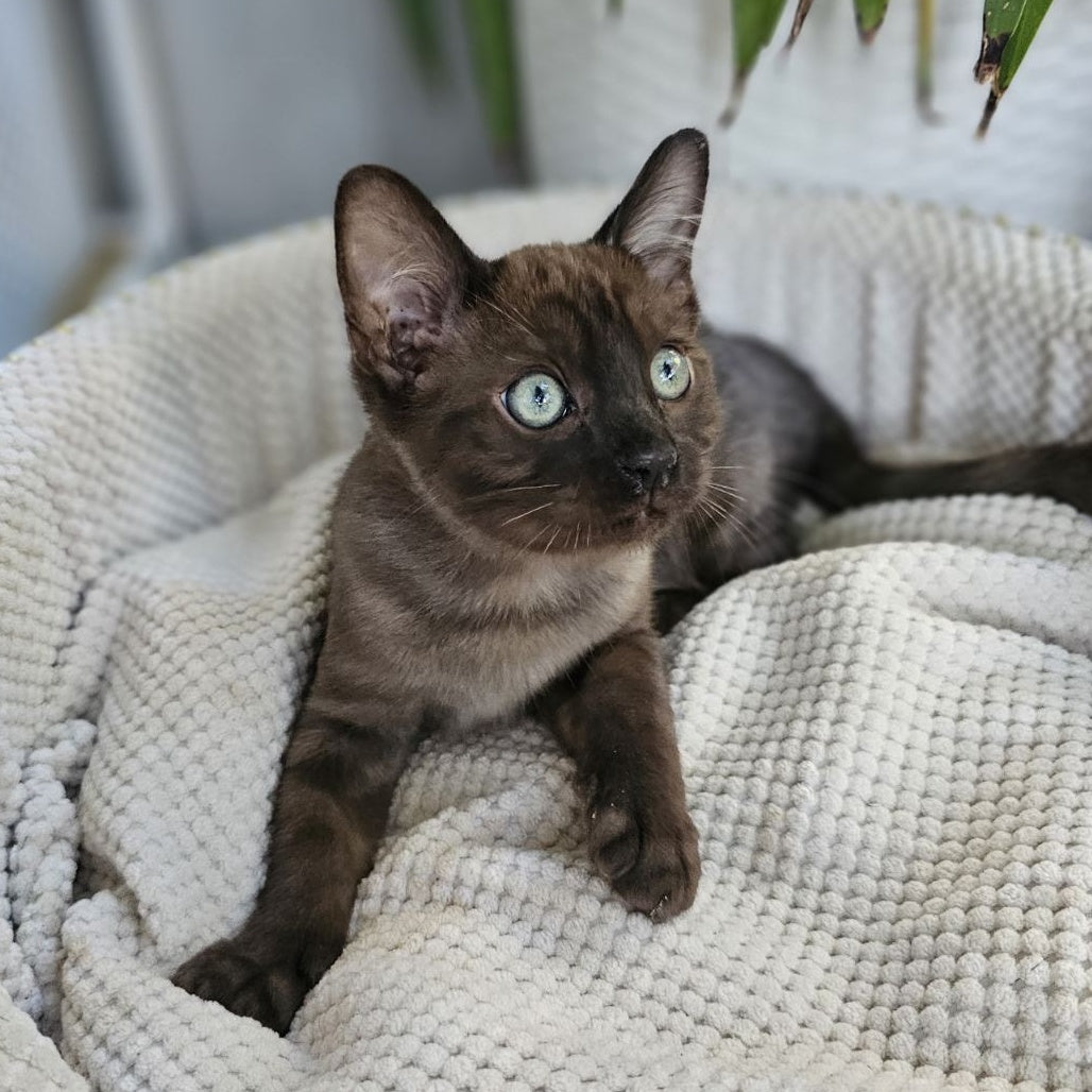 Versace Bengal male, black spotted tabby pointed