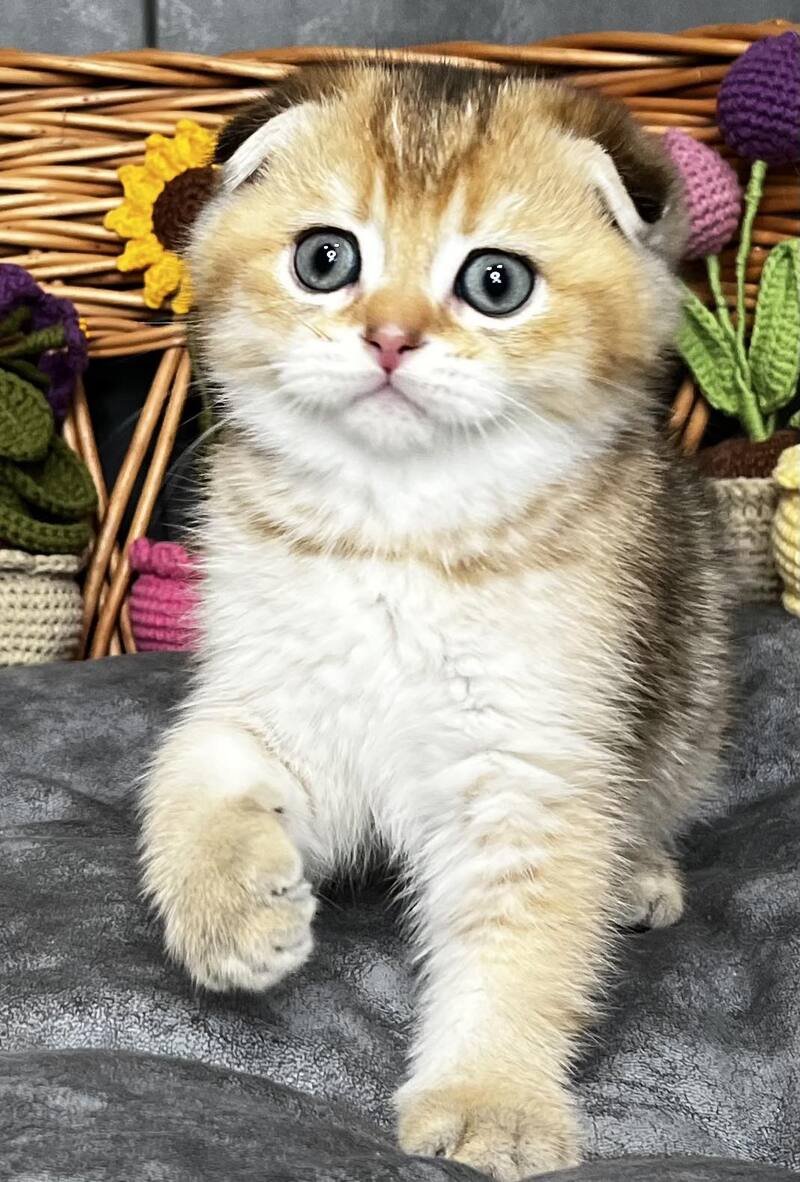 Konan Scottish Fold male black golden ticked tabby - live animals