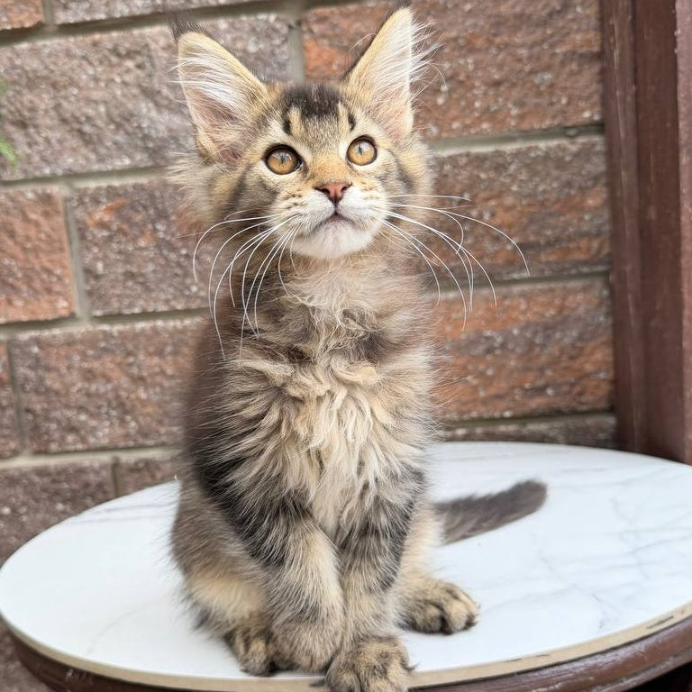 Buddy Maine Coon male, black ticked tabby