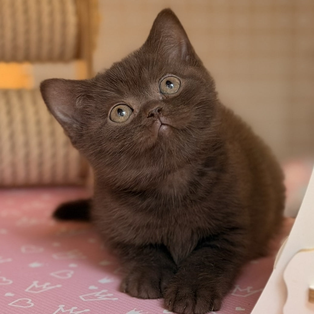 Stanley British Shorthair male, chocolate