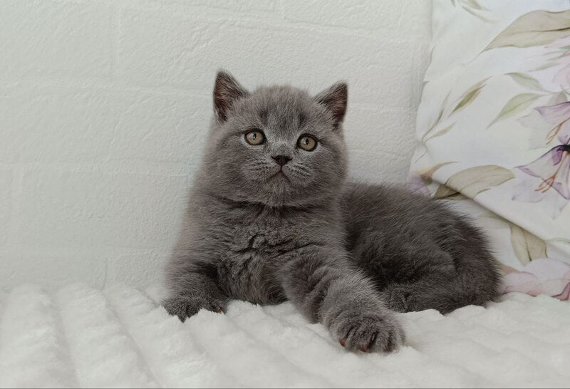 Vincent Scottish Straight male blue - live animals