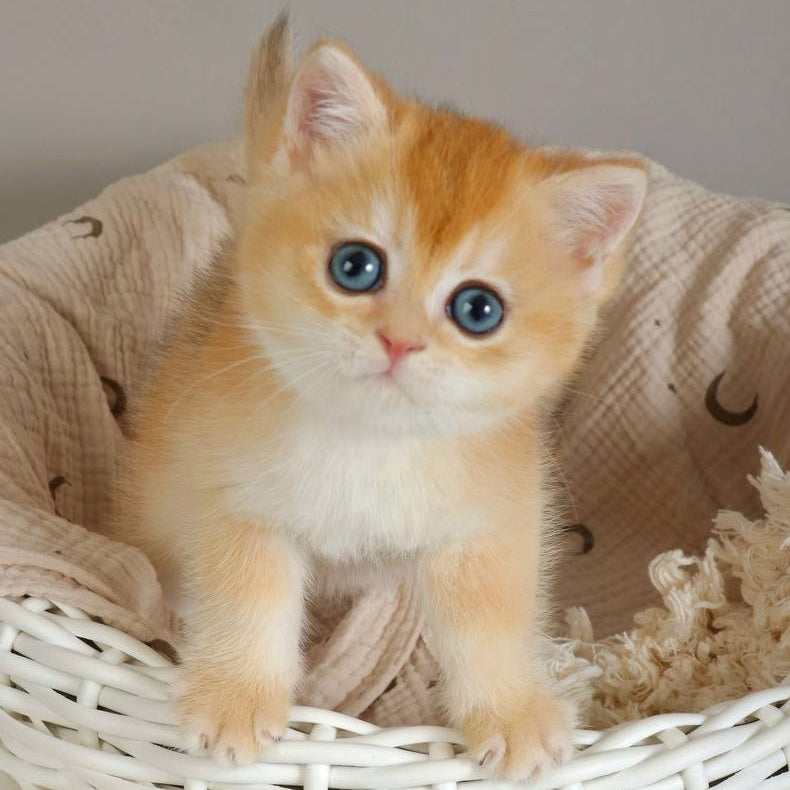 Yan British Shorthair male, black golden chinchilla